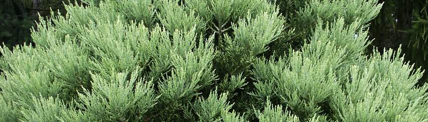 Sequoiadendron banner